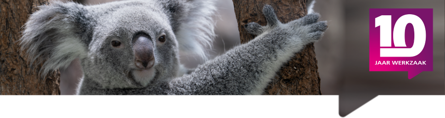 Afbeelding van koalabeer