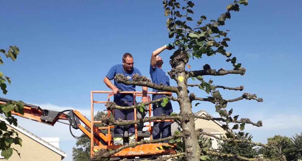 Afbeelding man op hoogwerker snoeit boom